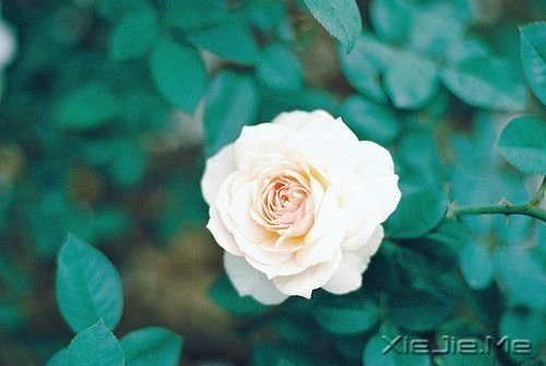 ��ӵ��Ц�����ᾲ�� (5)