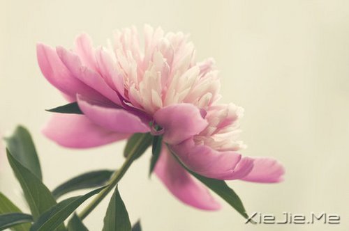 ��һ�����ɣ�ȥ�������� (4)