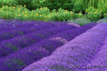 Ҫ��������룬��Ϊ�Լ����� (6)