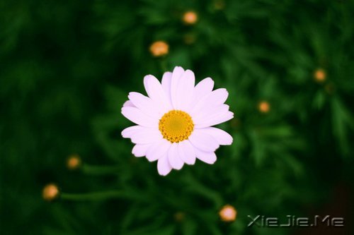 �����������Ҫ�ģ�һֱ�ܼ� (8)