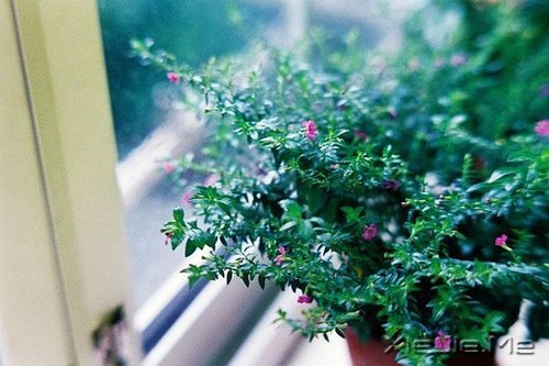 早安心语:时间会咬人,你不走就会满身伤痕 (2)