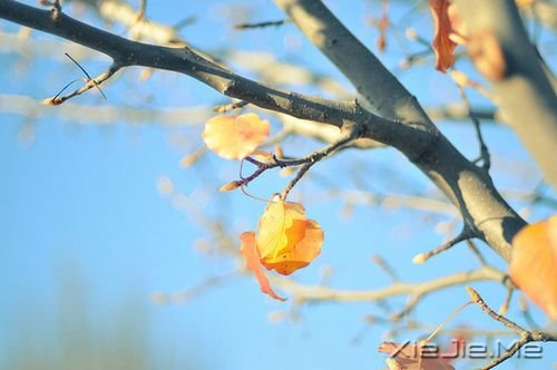 早安心语:生活,一半是回忆,一半是继续 (4)