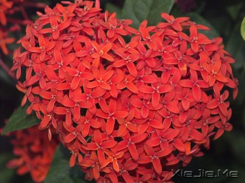 ���������������ˮ�����ĵף��۾�ֻ��һ��СС�ĳ��� (4)