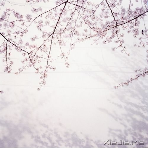 ���������ȥ�Ķ�������ò�������ò��� (7)